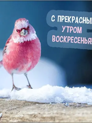 Доброе утро воскресенье зима