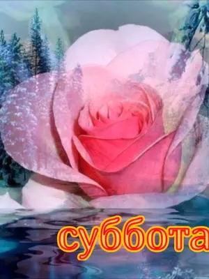 Vk.com fotomimi