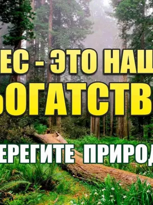Берегите лес