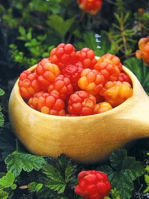 Северная ягода Морошка