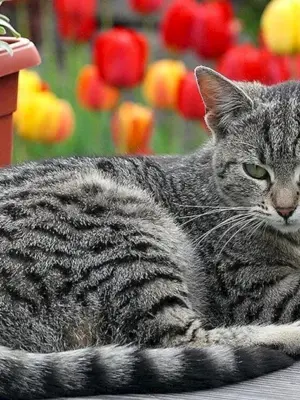 Шартрез кот полосатый