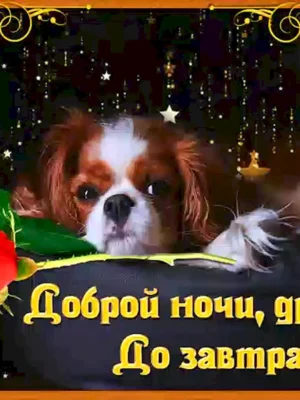 Доброй ночи до завтра
