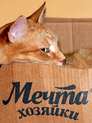 Котики с надписями
