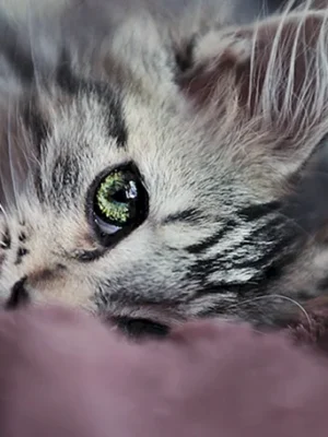 Красивые котята