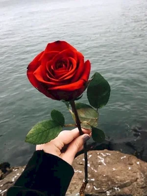 Красная роза в руке