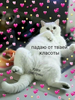 Милый котик с надписью