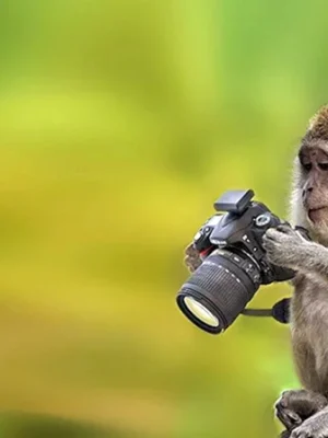 Обезьяна с фотоаппаратом