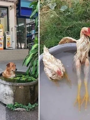 Приколы про жару