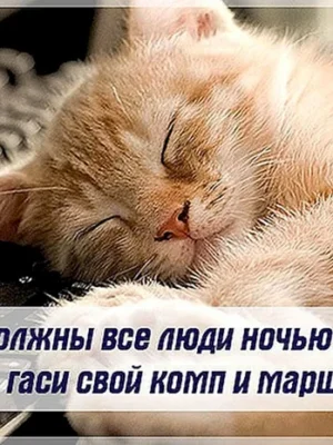 Спокойной ночи картинки прикольные