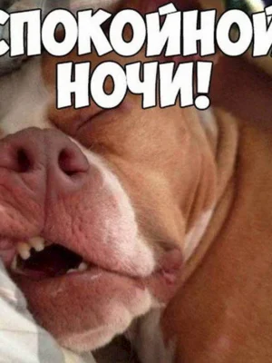 Спокойной ночи прикольные