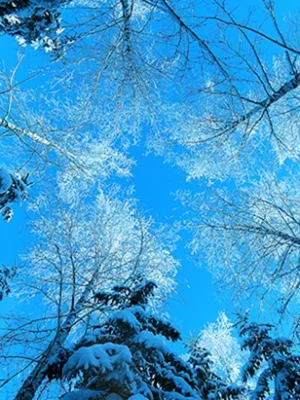 Зимний лес
